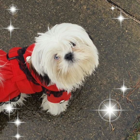 Meet your Posher, Princess - Picture 1 of 1